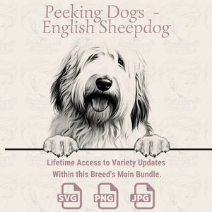 Spähende Hunde Englischer Schäferhund - | SVG | PNG | JPG |  Transparent + Weißer Hintergrund - Planer, Einladungen, Aufkleber, Print on Demand