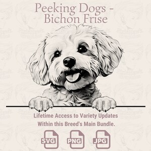 Spähende Hunde Bichon Frise - | SVG | PNG | JPG |  Transparent + Weißer Hintergrund - Planer, Einladungen, Aufkleber, Print on Demand