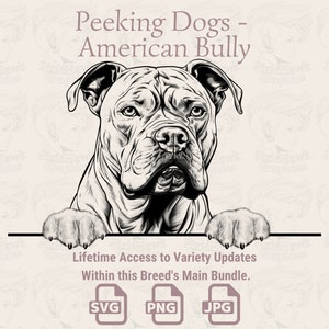 Spähende Hunde American Bully - | SVG | PNG | JPG | Transparent + Weißer Hintergrund - Planer, Einladungen, Aufkleber, Print on Demand