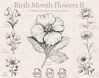 Birth Month Flowers: Line Art Illustrations (SVG, PNG, JPG)