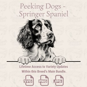 Spähende Hunde Springer Spaniel - | SVG | PNG | JPG |  Transparent + Weißer Hintergrund - Planer, Einladungen, Aufkleber, Print on Demand