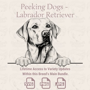 Spähende Hunde Labrador Retriever - | SVG | PNG | JPG |  Transparent + Weißer Hintergrund - Planer, Einladungen, Aufkleber, Print on Demand