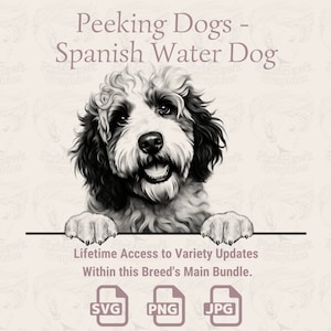 Spähende Hunde Spanischer Wasserhund - | SVG | PNG | JPG |  Transparent + Weißer Hintergrund - Planer, Einladungen, Aufkleber, Print on Demand