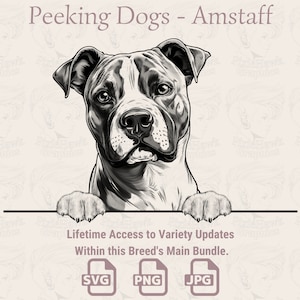 Spähende Hunde Amstaff - | SVG | PNG | JPG |  Transparent + Weißer Hintergrund - Planer, Einladungen, Aufkleber, Print on Demand