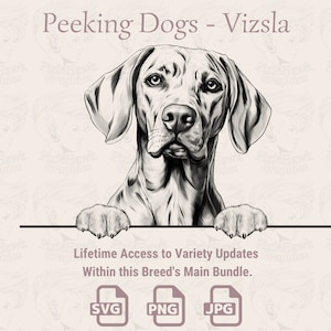 Spähende Hunde Vizsla - | SVG | PNG | JPG | , Transparent + Weißer Hintergrund - Planer, Einladungen, Aufkleber, Print on Demand
