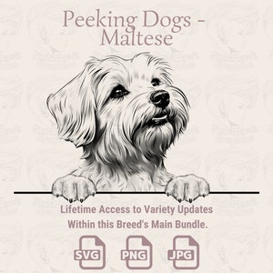 Spähende Hunde Malteser - | SVG | PNG | JPG |  Transparent + Weißer Hintergrund - Planer, Einladungen, Aufkleber, Print on Demand