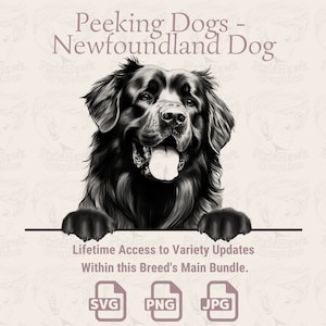 Spähende Hunde Neufundländer - | SVG | PNG | JPG |  Transparent + weißer Hintergrund - Planer, Aufkleber, Print on Demand