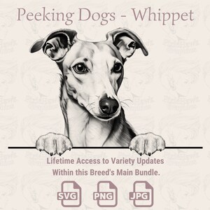 Hunde Whippet - spähende Hunde | SVG | PNG | JPG |  Transparent + Weißer Hintergrund - Planer, Einladungen, Aufkleber, Print on Demand