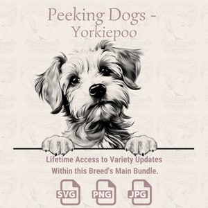 Spähende Hunde Yorkiepoo - | SVG | PNG | JPG | Transparent + Weißer Hintergrund - Planer, Einladungen, Aufkleber, Print on Demand