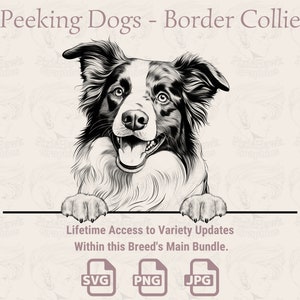Spähende Hunde Border Collie - | SVG | PNG | JPG |  Transparent + Weißer Hintergrund - Planer, Einladungen, Aufkleber, Print on Demand