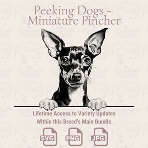 Miniatur Pincher - gähnender Hund | SVG | PNG | JPG |  Transparent + weißer Hintergrund - Planer, Aufkleber, Print on Demand