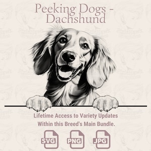 Dachshund de cães espiando - | SVG | PNG | JPG | Fundo transparente + branco - Agenda, convites, adesivos, impressão sob demanda