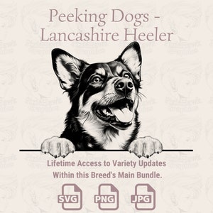 Spähende Hunde Lancashire Heeler - | SVG | PNG | JPG |  Transparent + Weißer Hintergrund - Planer, Einladungen, Aufkleber, Print on Demand