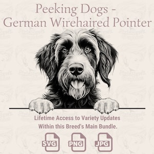 Spähende Hunde Deutsch Drahthaar - | SVG | PNG | JPG | , Transparent + Weißer Hintergrund - Planer, Sticker, Print on Demand