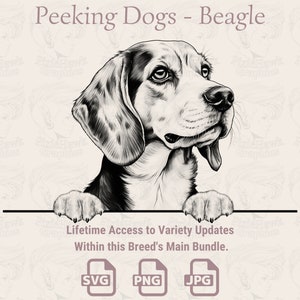 Spähende Hunde Beagle - | SVG | PNG | JPG |  Transparent + Weißer Hintergrund - Planer, Einladungen, Aufkleber, Print on Demand