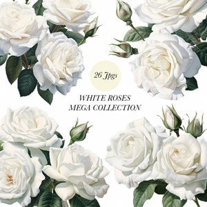 Weiße Rosen Mega Sammlung 27Jpegs, Aquarell Rose, Weiße Rose Illustration, Rose Clipart, Weiße Rose Clipart, Planer, DIY Scrapbook