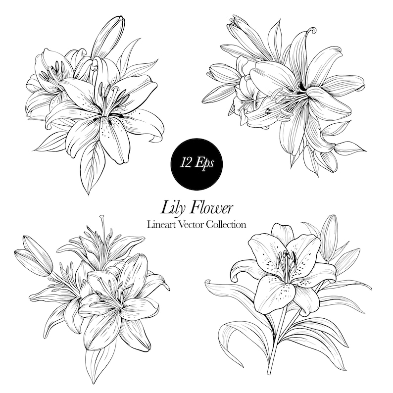Lily Line Art Clipart: White Lily SVG, Peony PNG (digital Download) - Etsy