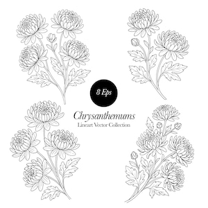 Chrysanthemum Line art clipart , Chrysanthemum SVG, Chrysanthemum png, Flower Svg, Chrysanthemum Vector ,flower vector,, Flower png