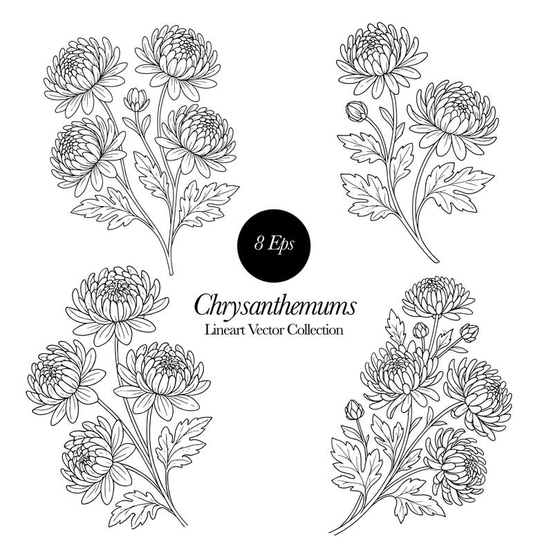 Chrysanthemum Line Art Clipart: Floral SVG, PNG, Vector (commercial Use ...