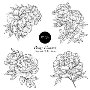 Peonía Lineart clipart , Peonía SVG, Peonía png, Flor Svg, Peonía Vector, vector de flores, Ilustración de peonía, Flor png, Peonías png