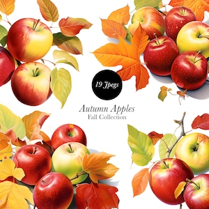 Autumn Apples Clipart: Fall Illustration Set (Digital Download)