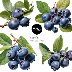 Blueberry Clipart Collection, Blueberries Illustration,Blueberries clipart , Blueberry png, Planners , DIY Scrapbook