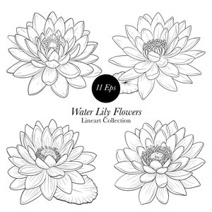 Water Lily Line art clipart, Water Lily SVG, Peônia png, Flor Svg, Vetor de lírio, vetor de flor,, Flor png, Lírio png