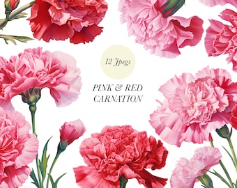 Clipart de claveles en acuarela: ilustraciones florales rosas y rojas (descarga digital)