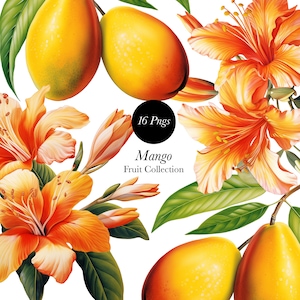 May include: A digital illustration of a fruit collection featuring ripe mangoes and orange hibiscus flowers. The text "16 Pngs Mango Fruit Collection" is displayed on a black circle.