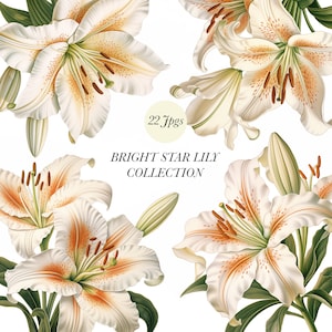 Coleção de lírio branco, lírio branco em aquarela, ilustração de lírio branco, clipart de lírio branco, clipart de lírio, planejadores, álbum de recortes DIY