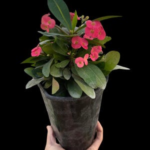 Crown of Thorns