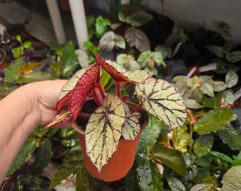 Begonia rex  'DEW DROP' Live Plant