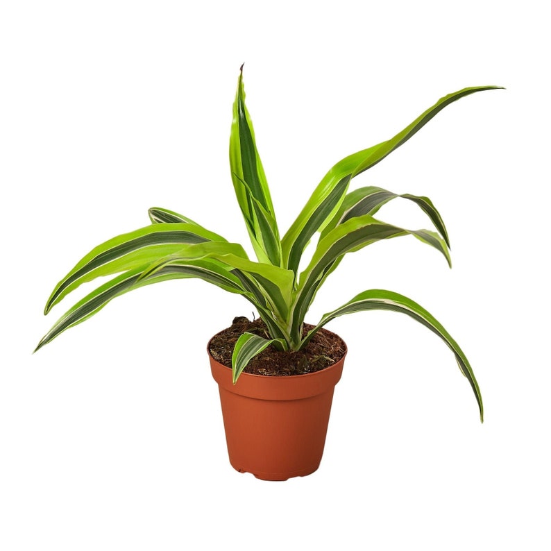 Dracaena Deremensis 'Lemon Surprise' image 1