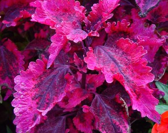 Coleus "HOT LAVA"