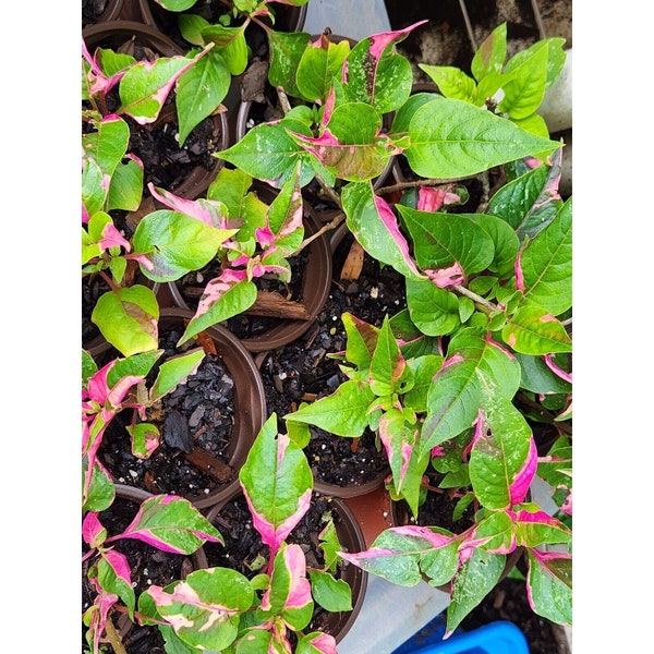 Alternanthera Partytime leaf Live  plant 2+in