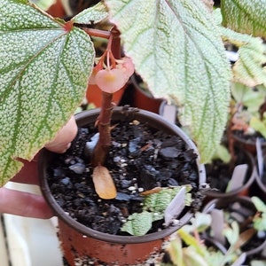 1 LiveBegonia PINK SINBAD Rooted Plant Angel Wing 4in Pot image 5