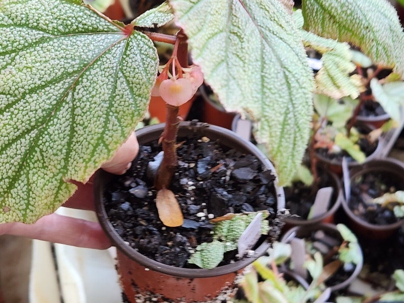 1 LiveBegonia PINK SINBAD Rooted Plant Angel Wing 4in Pot image 5