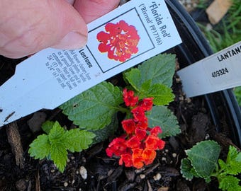 Lantana &#39;FLORIDA RED&quot;  Live Rooted Starter  Plant Stunning Red Color
