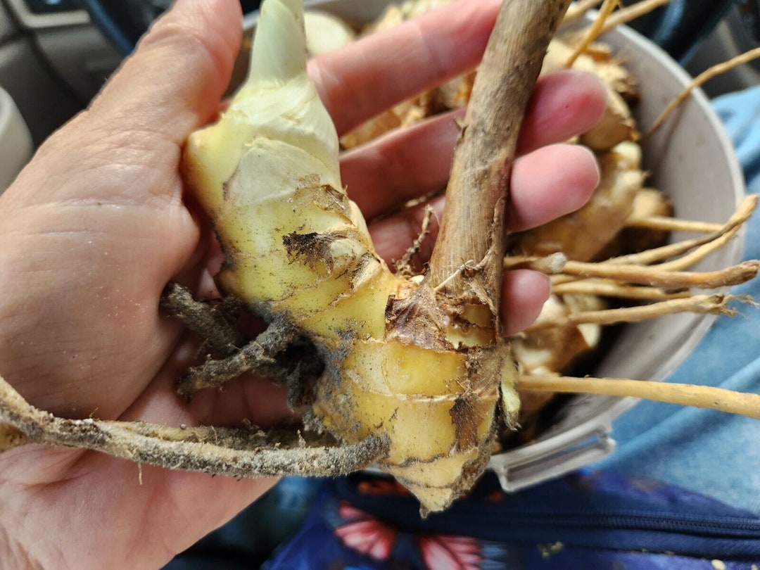 Live Plants From Florida Shampoo Pinecone Rhizome Plant Etsy