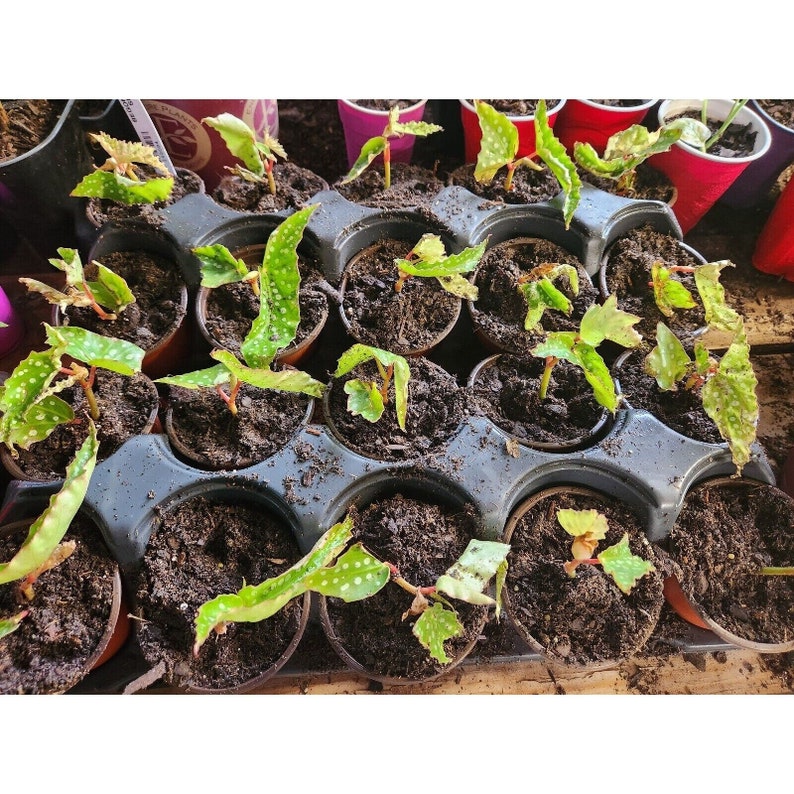 1 LiveBegonia MY SPECIAL Rooted Plant Angel Wing Cane Polka Dot Spotted image 3