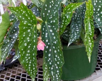 Live Begonia MY SPECIAL Rooted Plant  Angel Wing Cane Polka Dot Spotted