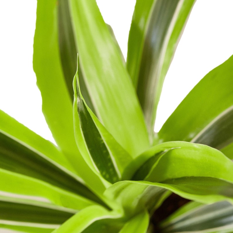 Dracaena Deremensis 'Lemon Surprise' image 8