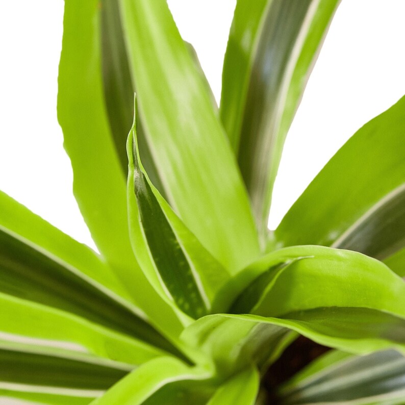 Dracaena Deremensis 'Lemon Surprise' image 3