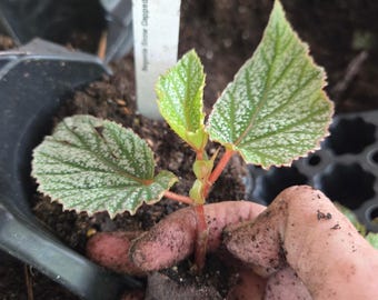 5 LOT of  BEGONIAS