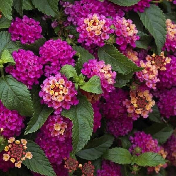 Lantana "DARK PURPLE" 1 Live Rooted Starter  Plant