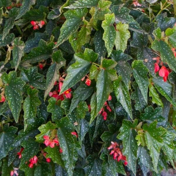 1 Live   Angel Wing Lois Burke Begonia Rooted