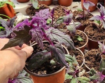 1 live rooted  RARE Purple Passion  (Gynura Aurantiaca) purple velvet
