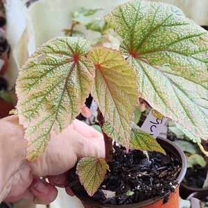 1 LiveBegonia PINK SINBAD Rooted Plant Angel Wing 4in Pot image 6