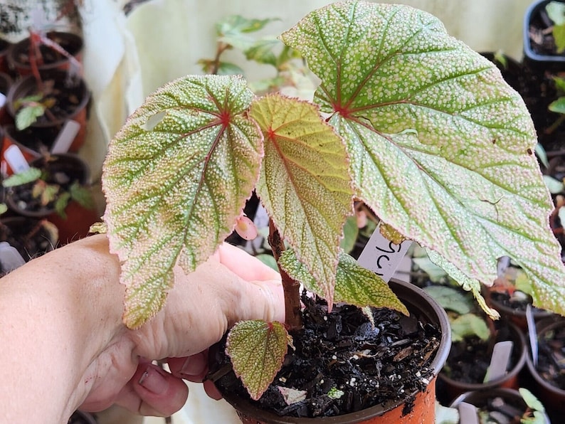 1 LiveBegonia PINK SINBAD Rooted Plant Angel Wing 4in Pot image 6