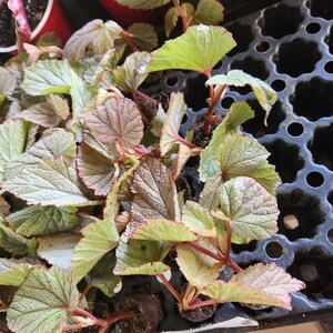 1 LiveBegonia PINK SINBAD Rooted Plant Angel Wing 4in Pot image 3